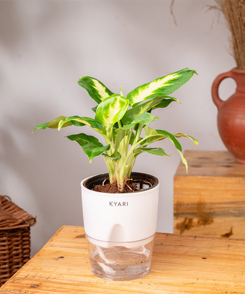 Dieffenbachia Plant