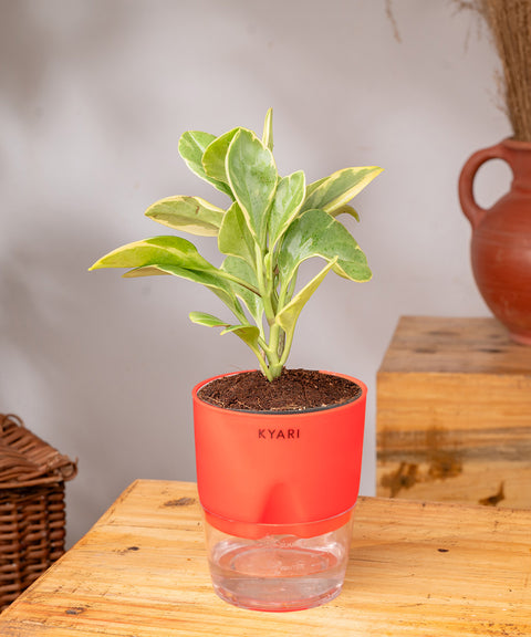 Peperomia Obtusifolia Variegata Plant