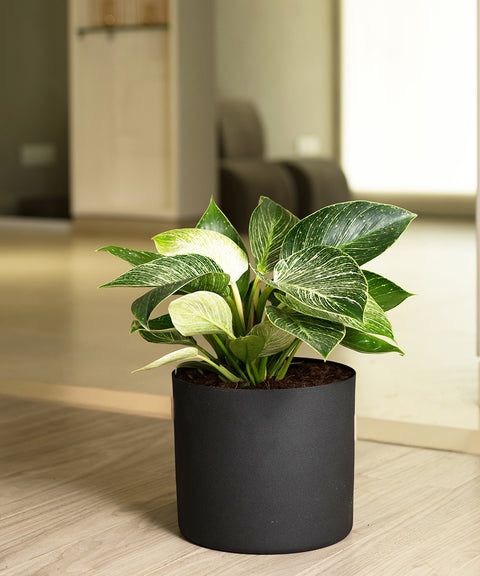 Philodendron Berkin with Zen Planter