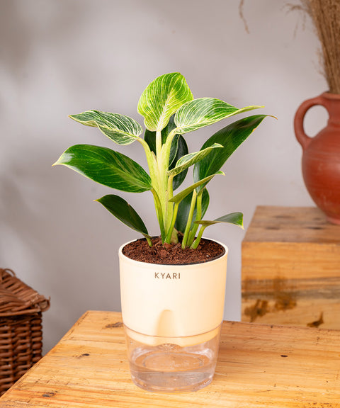 Philodendron Birkin Plant