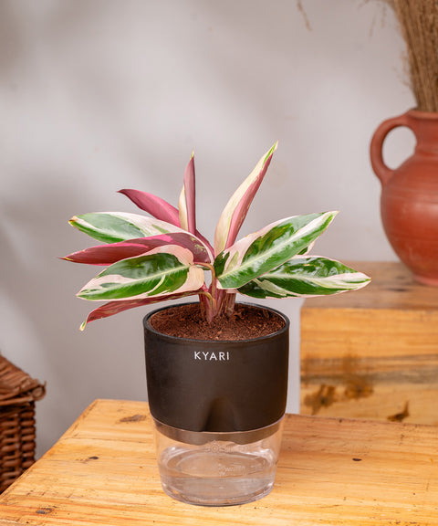 Calathea Triostar Plant