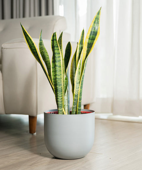 Sansevieria Laurentii with Arbor Planter