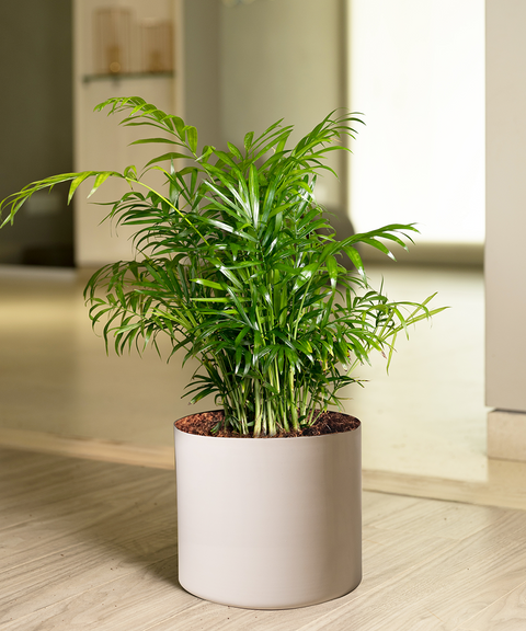 Chamaedorea Palm with Zen Planter