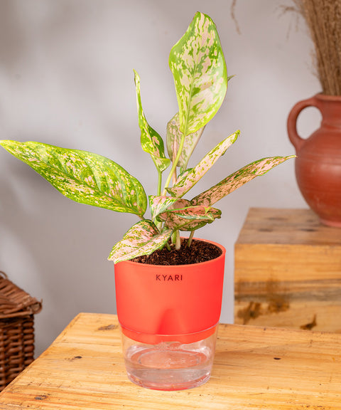 Aglaonema Pink Valentine Plant