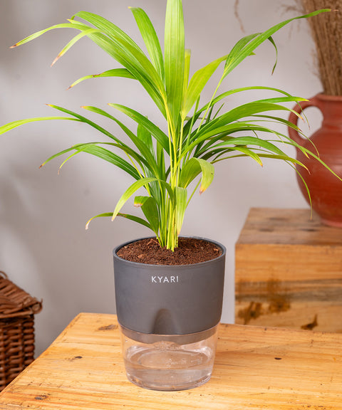 Areca Palm Plant - BYOB