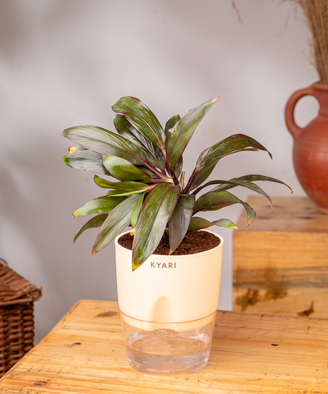 Dracaena Compacta Plant - BYOB