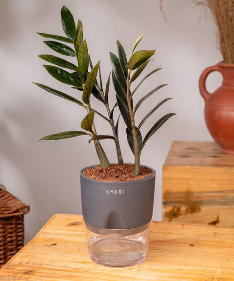 ZZ - Zamia Black Plant