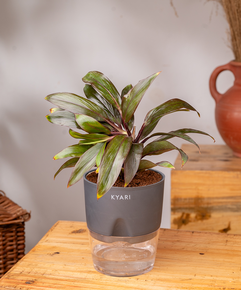 Dracaena Compacta Plant - BYOB