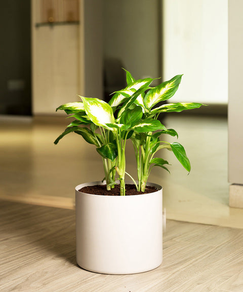 Dieffenbachia Plant