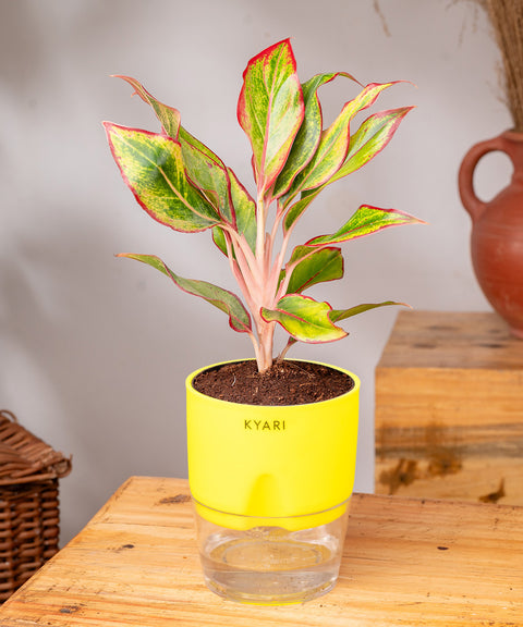 Aglaonema Lipstick Plant