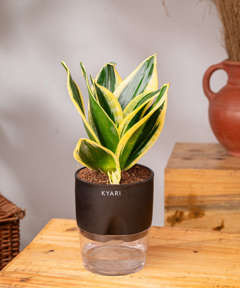 Golden Hahnii Snake Plant