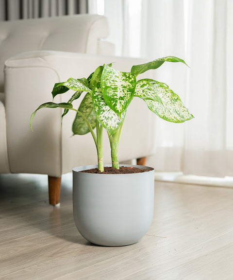 Dieffenbachia Cheetah with Arbor planter