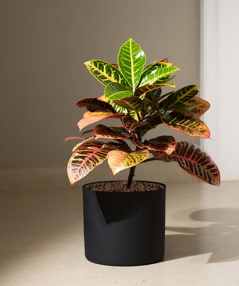 Croton Petra Plant