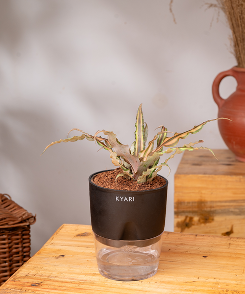 Cryptanthus Plant