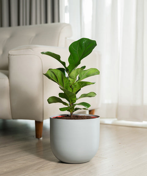 Fiddle Fig Plant