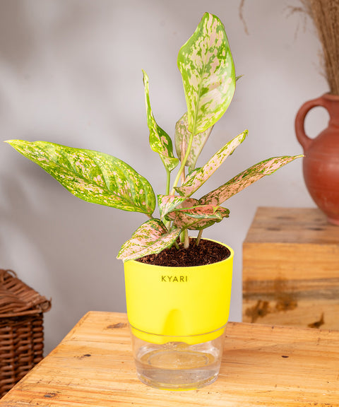 Aglaonema Snow White Plant