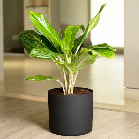 Aglaonema Ice Plant with Zen Planter