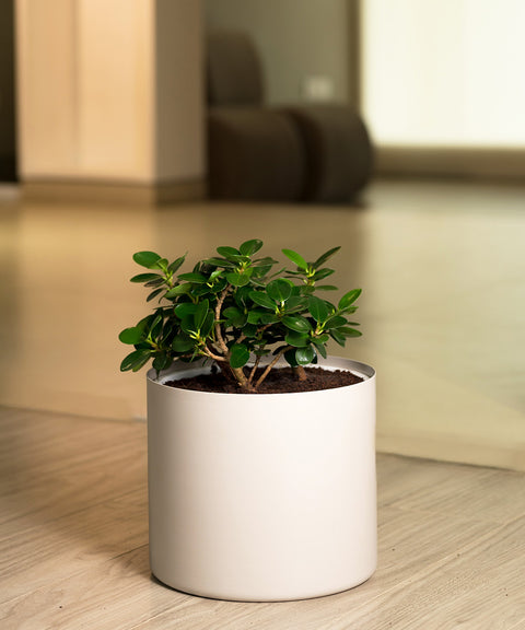 Ficus Microcarpa with Zen Planter