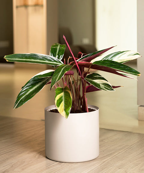 Calathea Triostar with Zen Planter