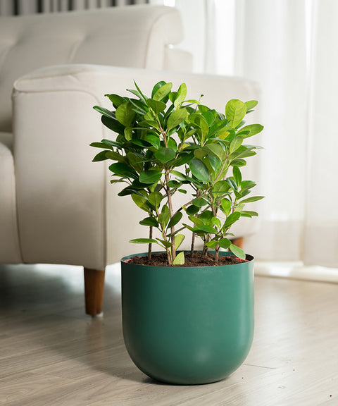 Ficus Moclame Plant with Arbor Planter