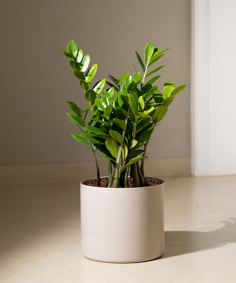 ZZ Green with Zen Planter