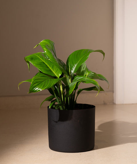 Peace Lily with Zen Planter