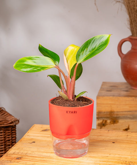 Philodendron Red Plant