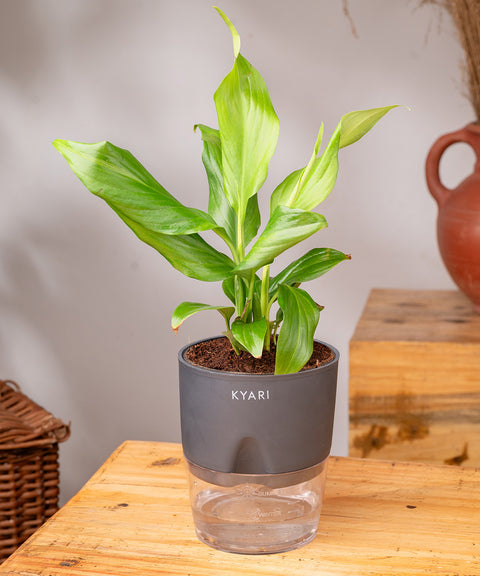 Peace Lily Plant