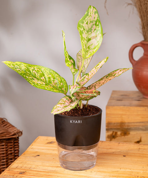 Aglaonema Snow White Plant