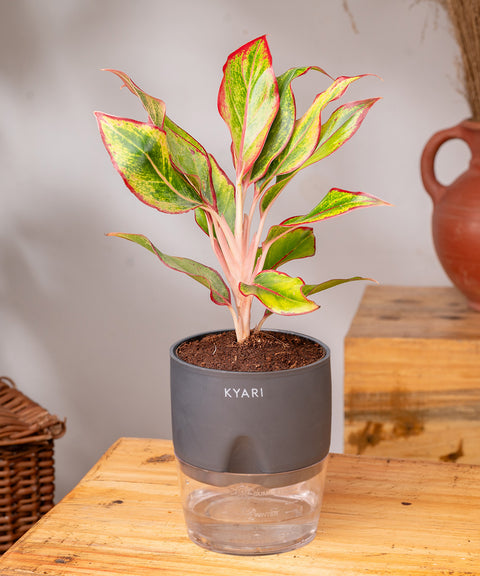 Aglaonema Lipstick Plant