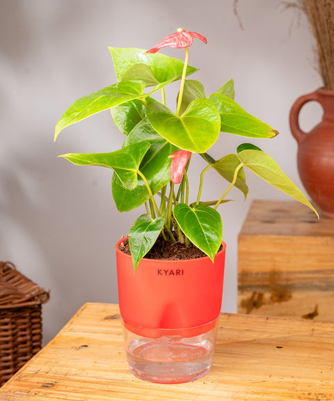 Anthurium Red Plant With Self Watering Pot