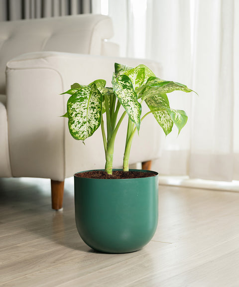 Dieffenbachia Cheetah with Arbor planter