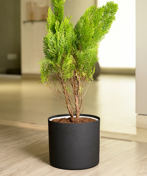 Thuja Plant with Zen Planter