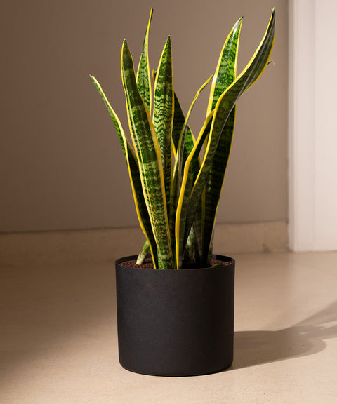 Sansevieria Laurentii with Zen Planter