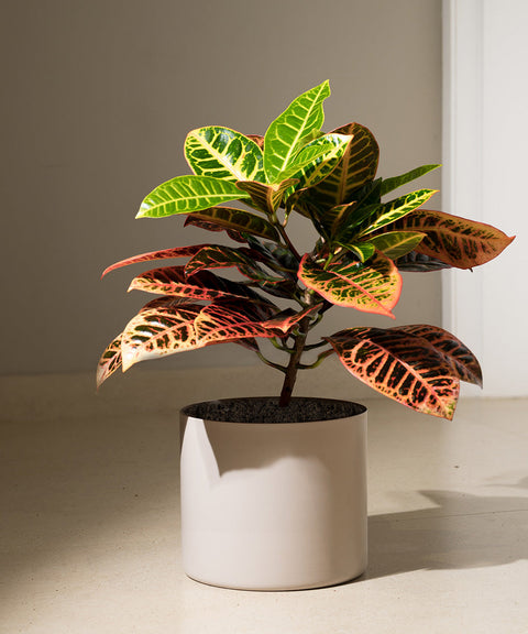 Croton Petra Plant