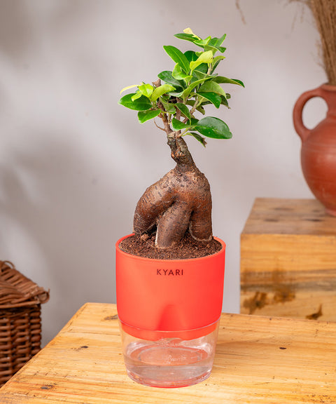 Lucky Bonsai Plant