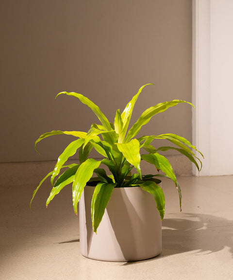 Golden Dracaena with Zen Planter