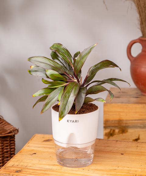 Dracaena Compacta Plant - BYOB