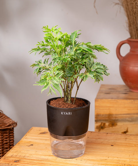 Aralia Green Plant