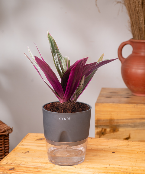 Oyster Plant With Self Watering Pot