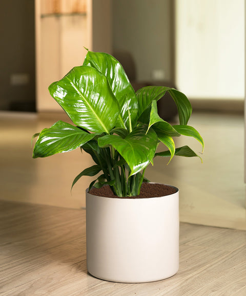 Peace Lily with Zen Planter