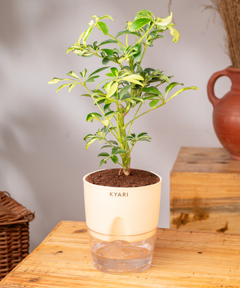 Schefflera Variegated Plant With Self Watering Pot