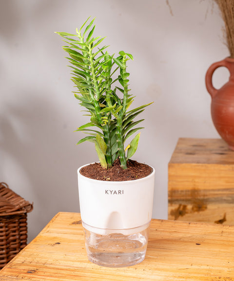 Pedilanthus Plant With Self Watering Pot