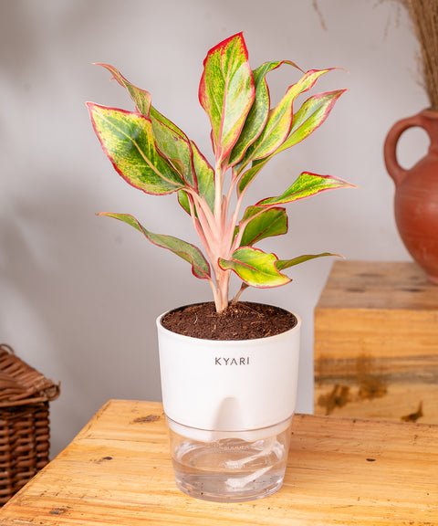 Aglaonema Lipstick Plant