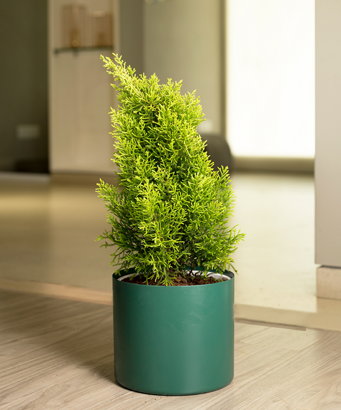 Thuja Plant with Zen Planter