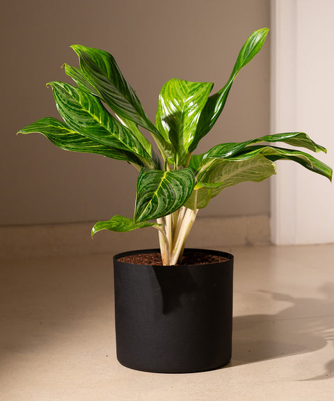 Aglaonema Ice Plant with Zen Planter