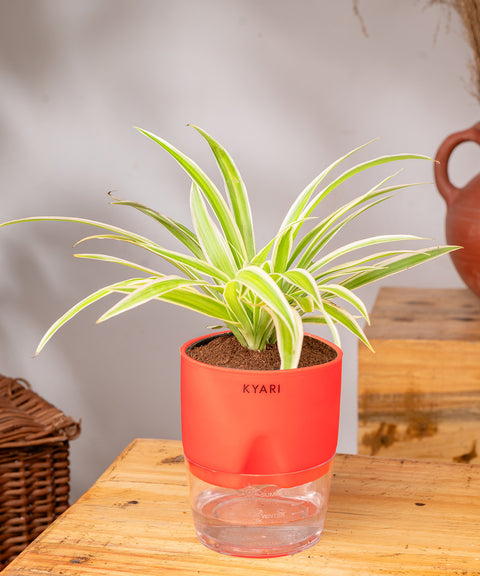 Spider Plant