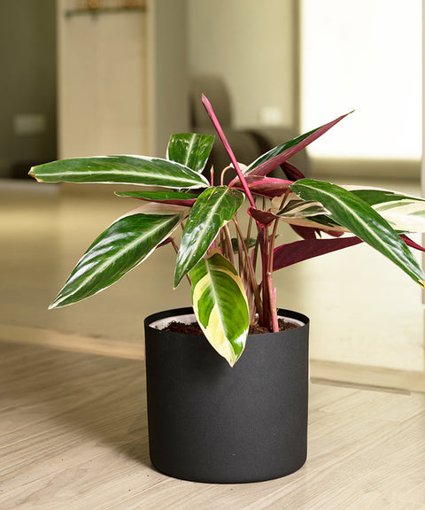 Calathea Triostar with Zen Planter