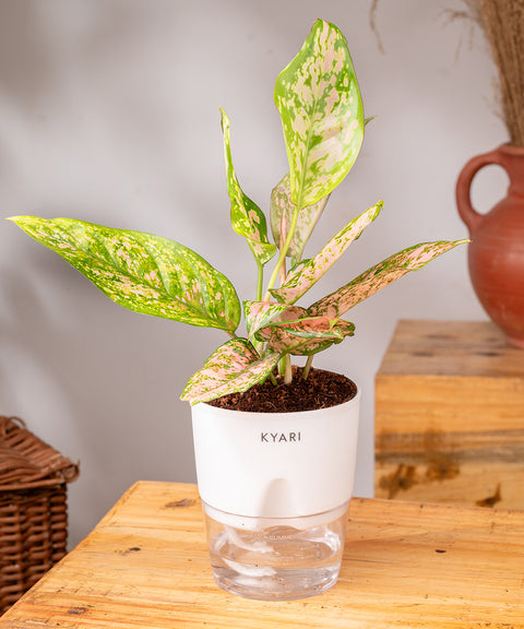 Aglaonema Snow White Plant - BYOB