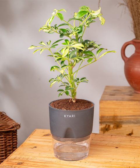 Ficus Safari Plant - BYOB